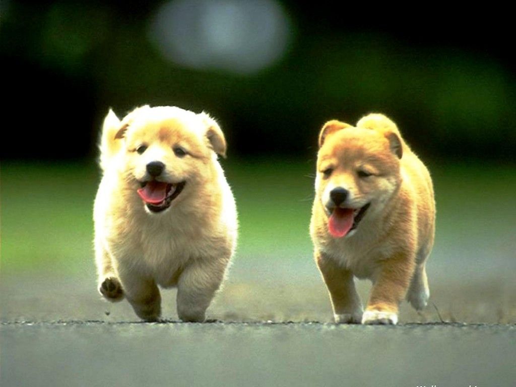 cute and sweet dogs