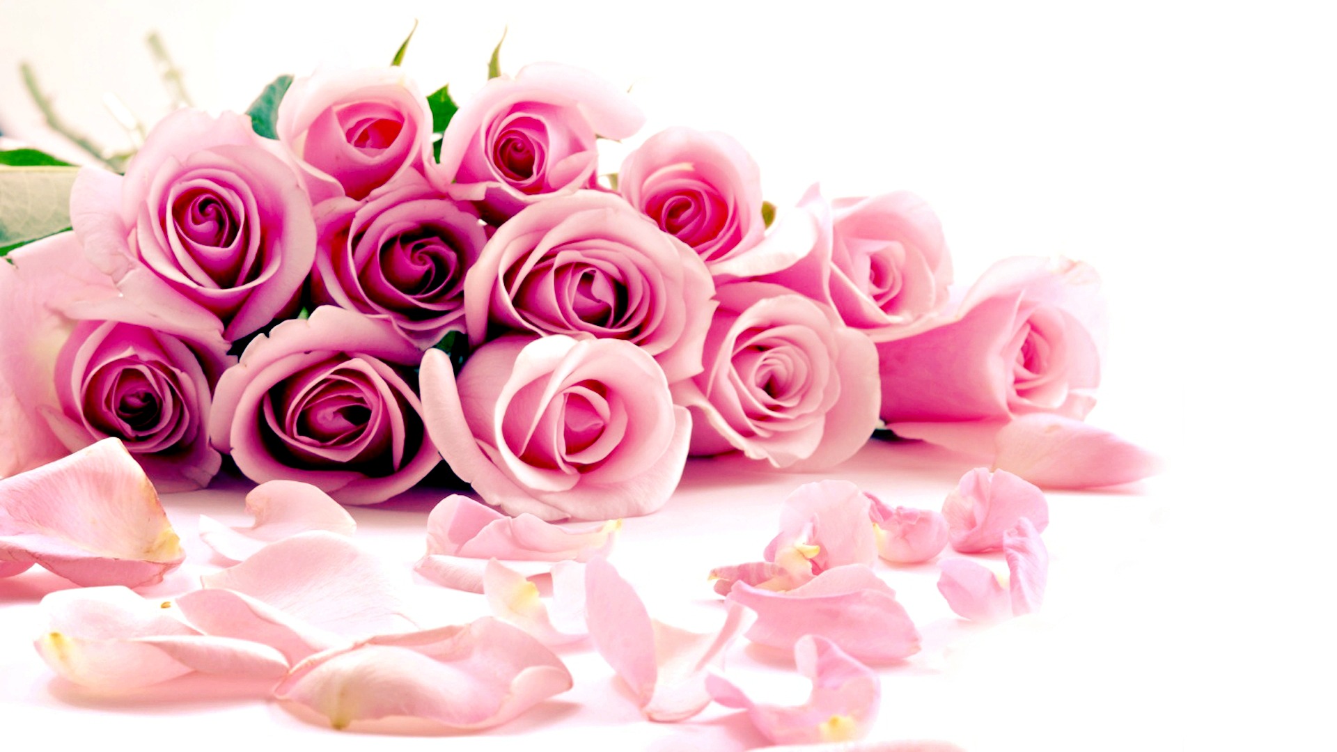 Pink Rose Flower Wallpaper Fuschia Pink Flowers Png 19x1080 Wallpaper Teahub Io