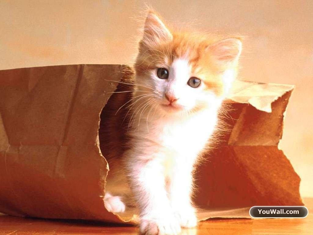 Cute Kitty Wallpaper - Cat Coming Out Of Bag - 1024x768 Wallpaper