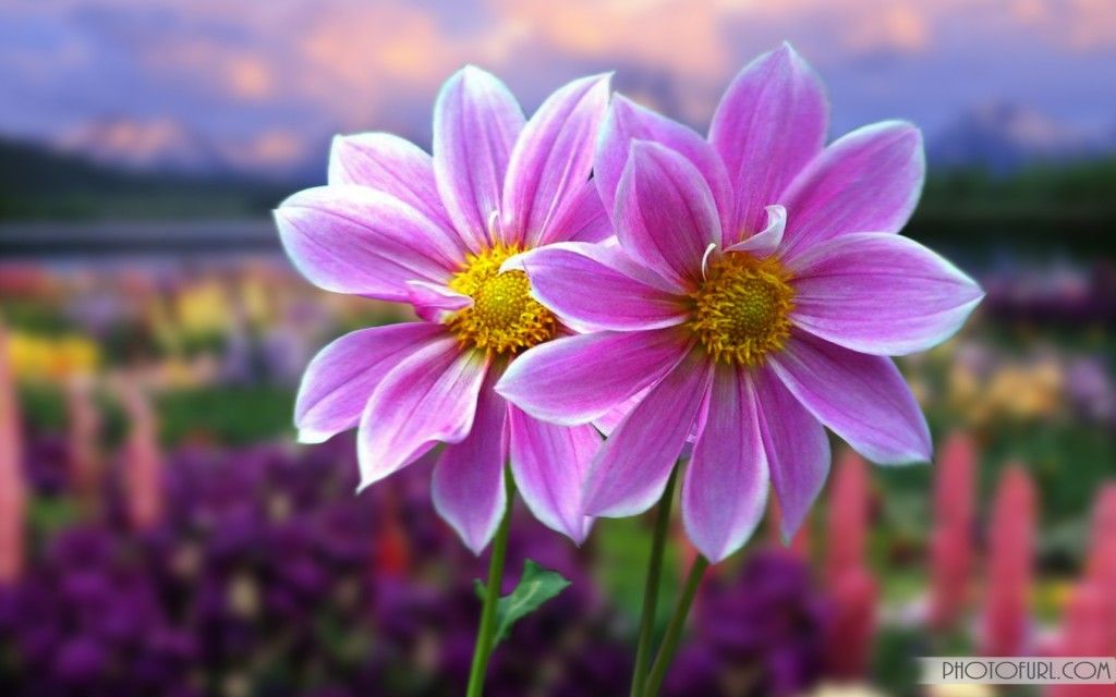 Most Beautiful Wallpapers Of Flowers - HD Wallpaper 