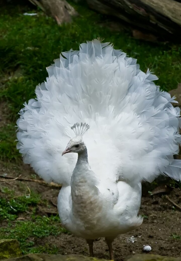 Female Albino White Peacock - 720x1041 Wallpaper - teahub.io