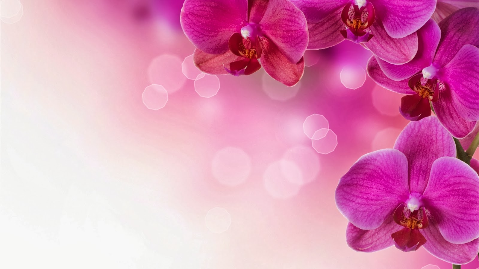 Wallpaper Bunga Nice Flower Background 1600x900 Wallpaper Teahub Io