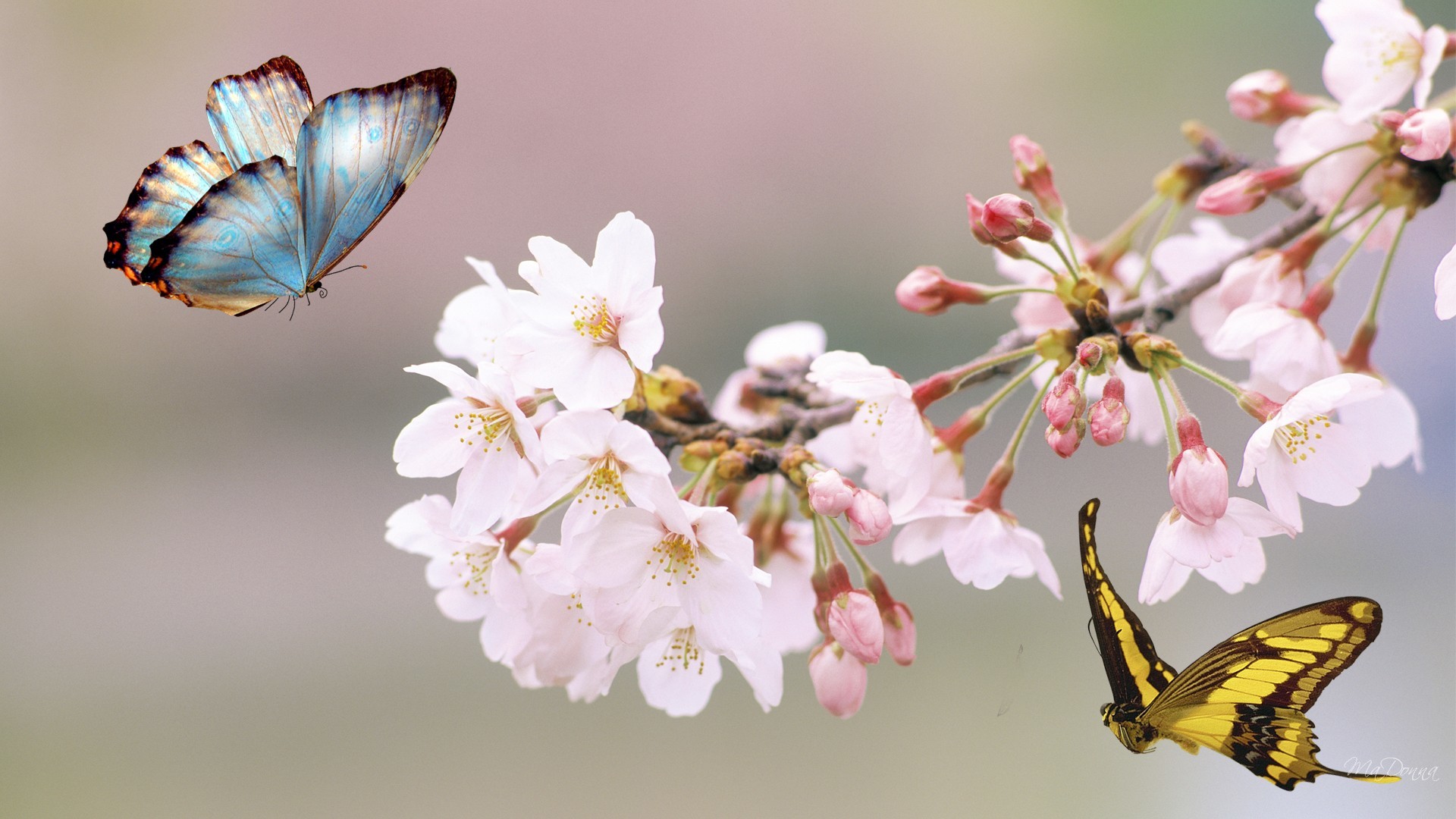 Sakura Tree Butterfly Flowers Japan Summer Free Hd Cherry Blossoms And Butterflies 19x1080 Wallpaper Teahub Io