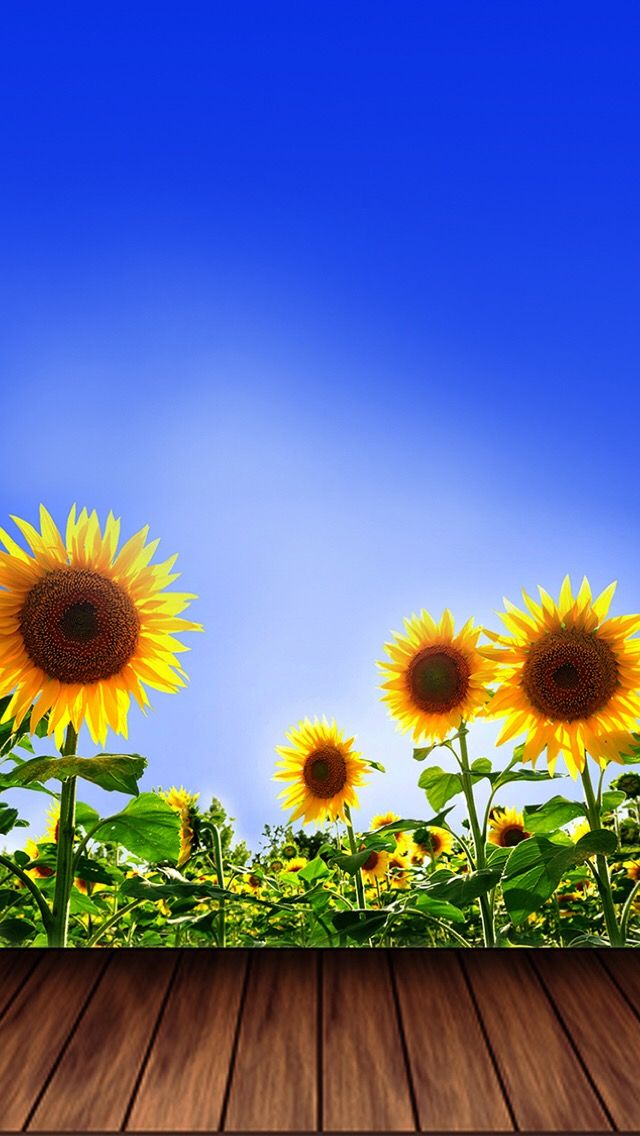 Best 25 Sunflower Iphone Wallpaper Ideas On Pinterest - Free Wallpaper