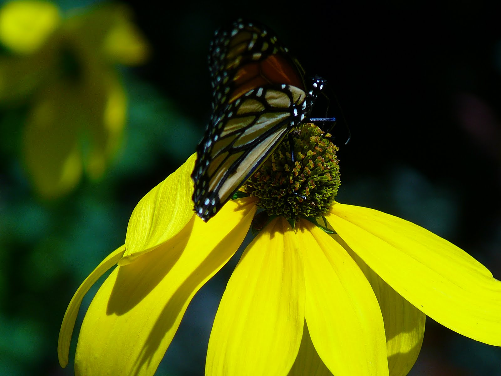 I Love You Too Hd Wallpaper - Monarch Butterfly - HD Wallpaper 