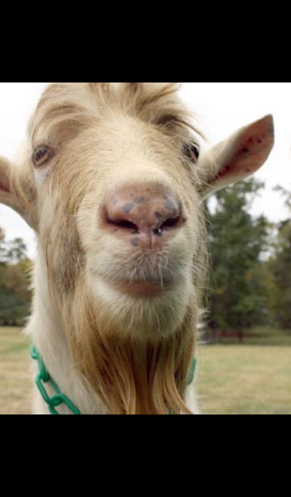 Funny Goats - 600x1024 Wallpaper - teahub.io