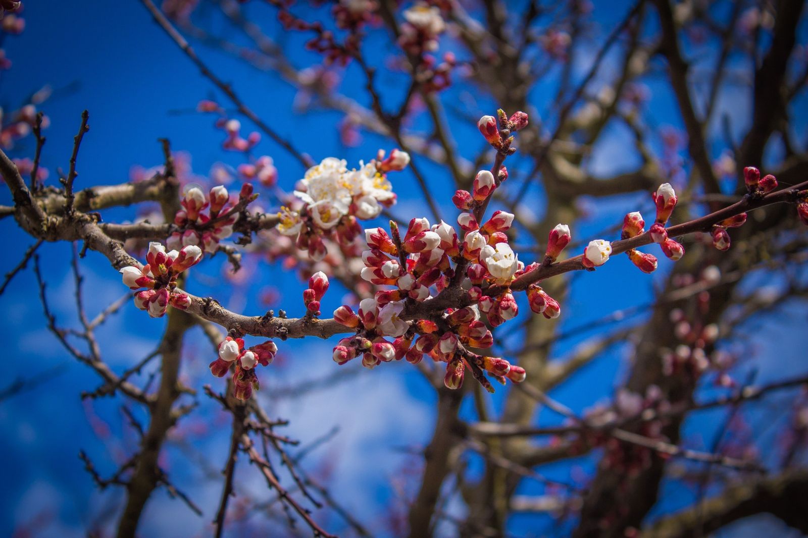 Nature Flowers Bloom Blossom Summer Tree Spring Wallpaper Wallpaper