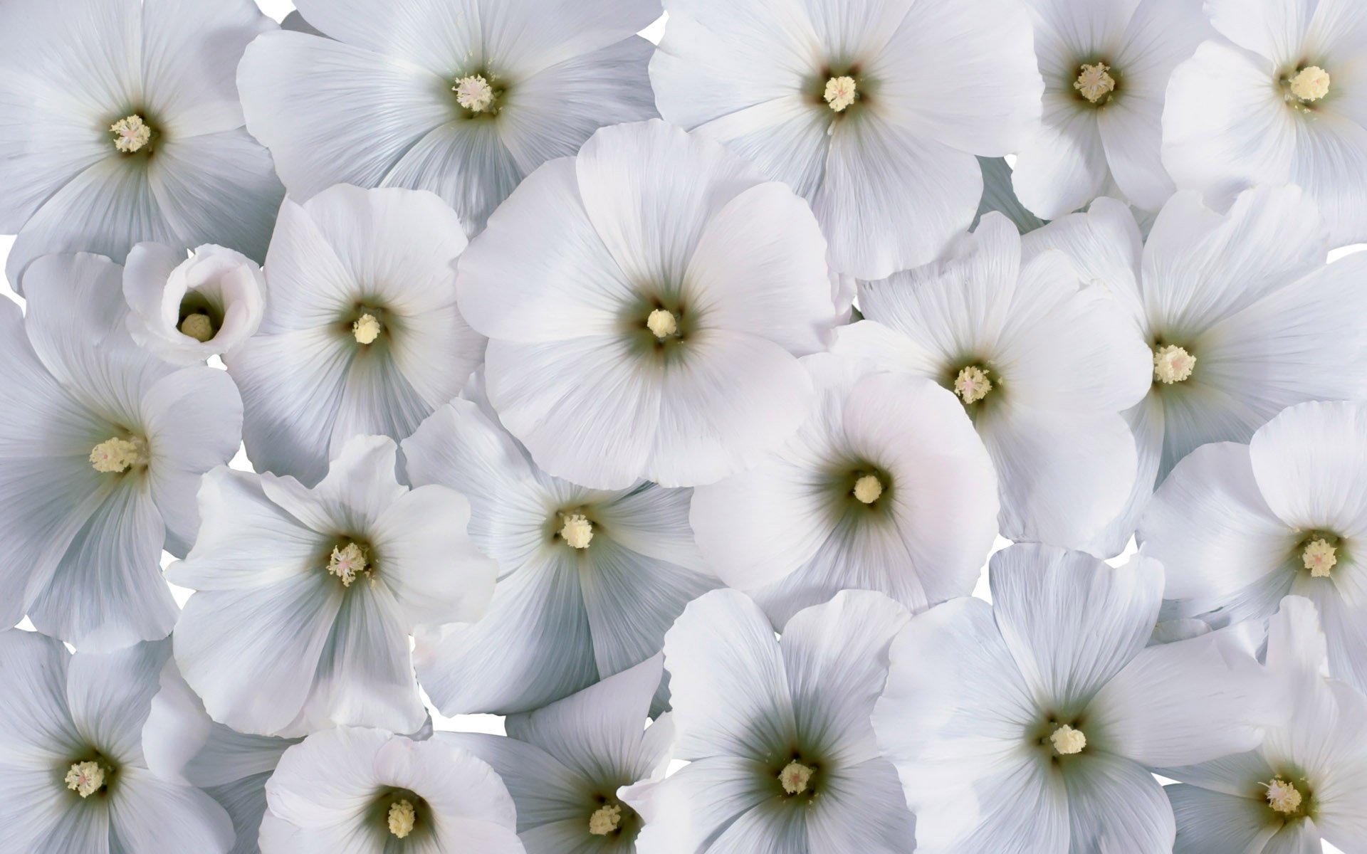 White Flowers Wallpaper Image Picture - White Flower Background Hd -  1920x1200 Wallpaper 