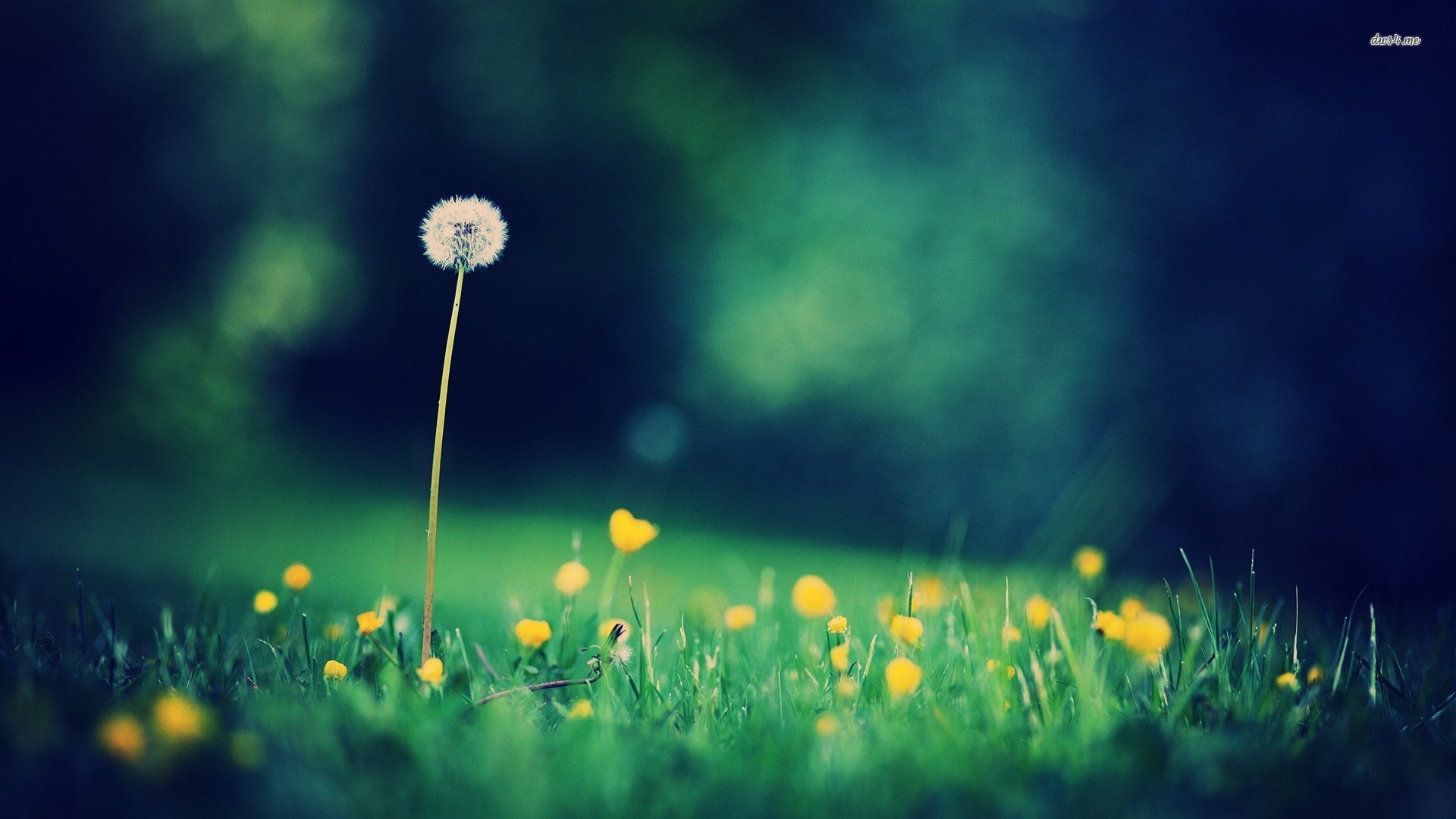 Dandelion Latest Wallpapers - Editing Natural Wallpapers Nature Background  - 1920x1080 Wallpaper 