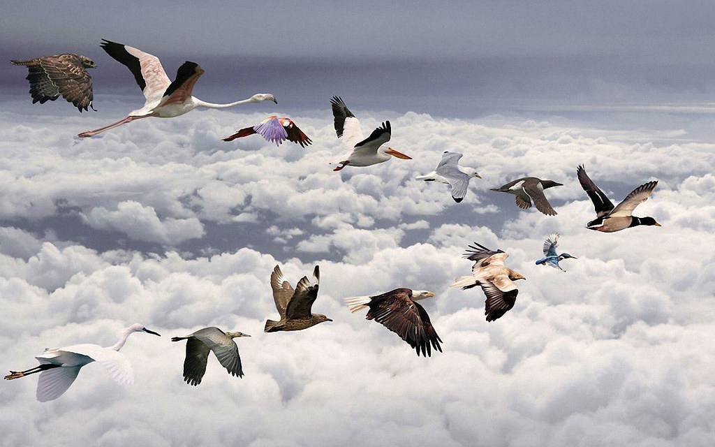 Hd Images Of Birds Flying - 1024x640 Wallpaper 