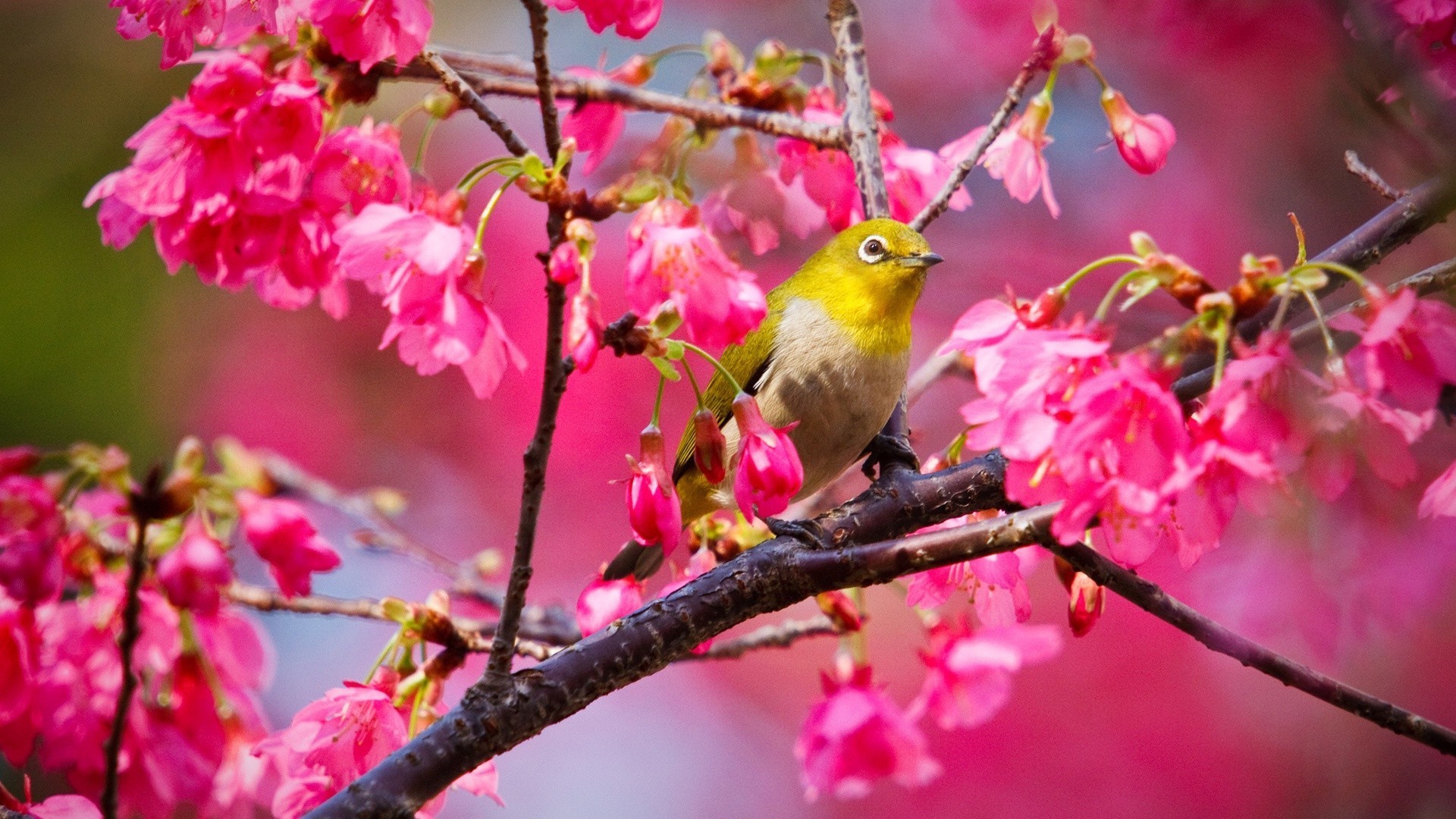 Yellow Bird In A Blossoming Tree - Nightingale - HD Wallpaper 