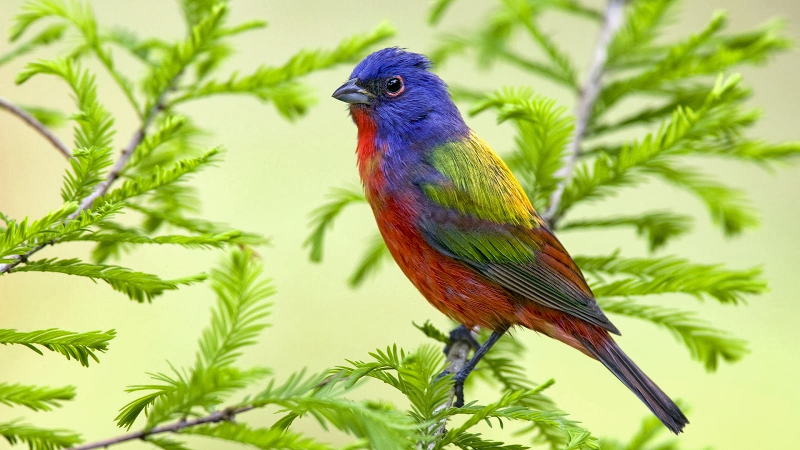 Beautiful Birds Wallpapers - Beautiful Birds Pictures Free Download - HD Wallpaper 