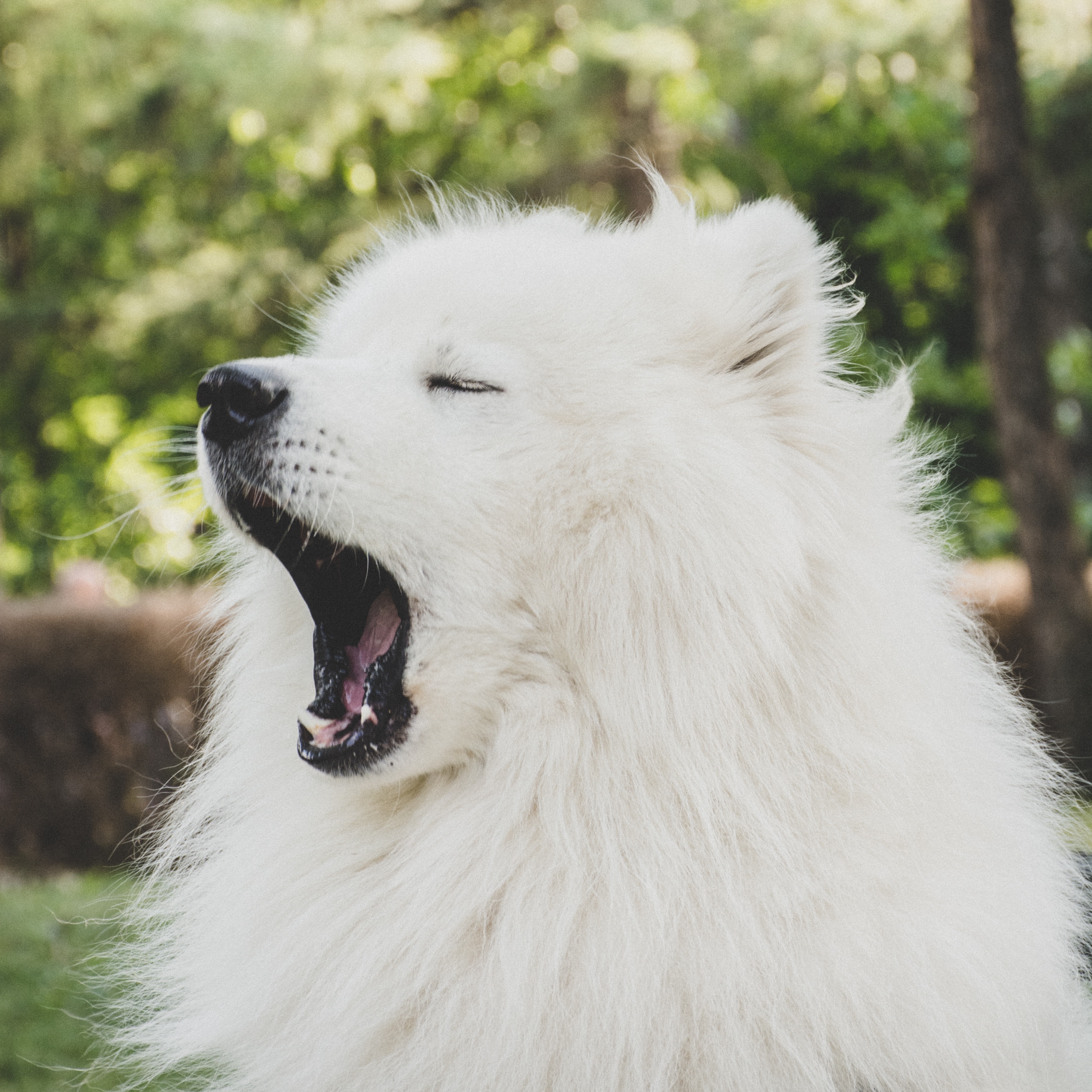 Wallpaper Japanese Spitz Dog Yawn Cute Fluffy Cute Japanese Spitz Dog 3415x3415 Wallpaper Teahub Io
