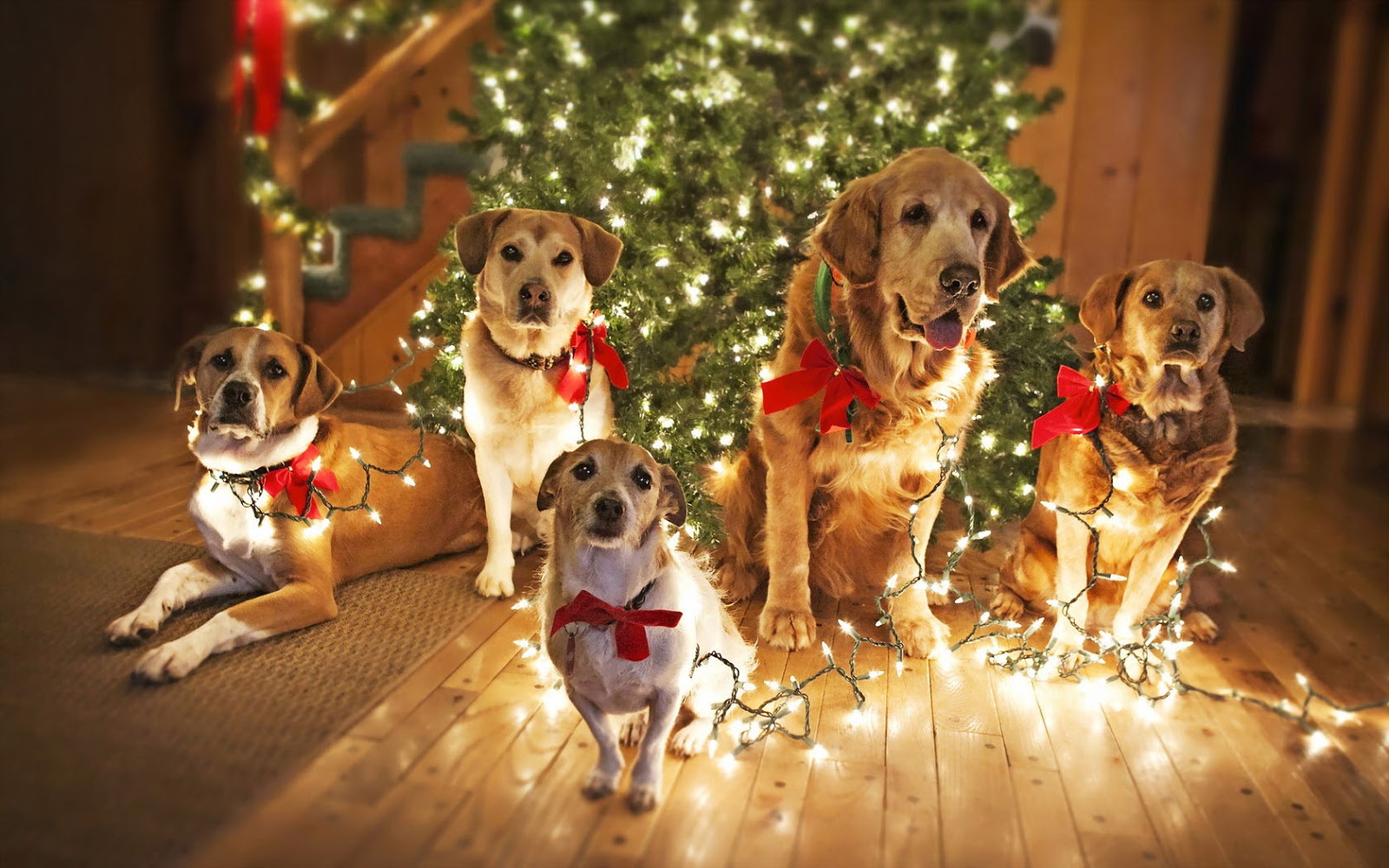 dog christmas tree lights