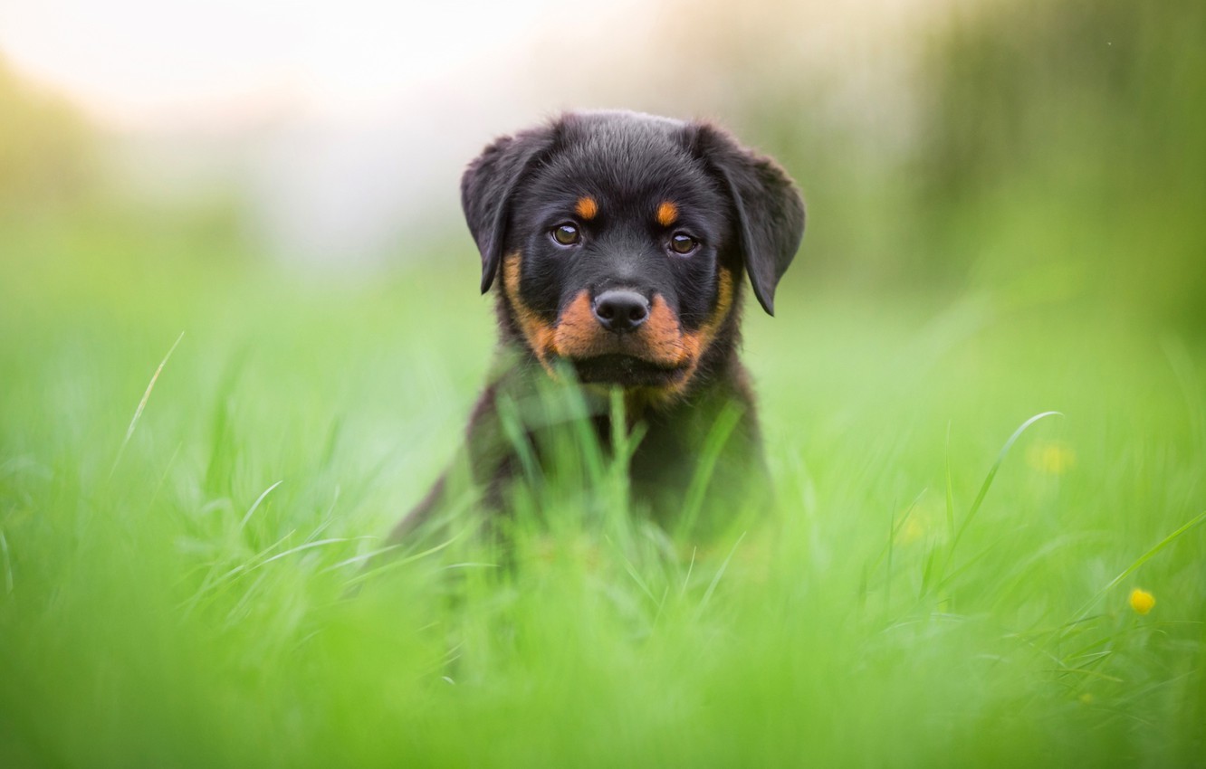 Photo Wallpaper Greens, Grass, Face, Nature, Background, - Cute ...