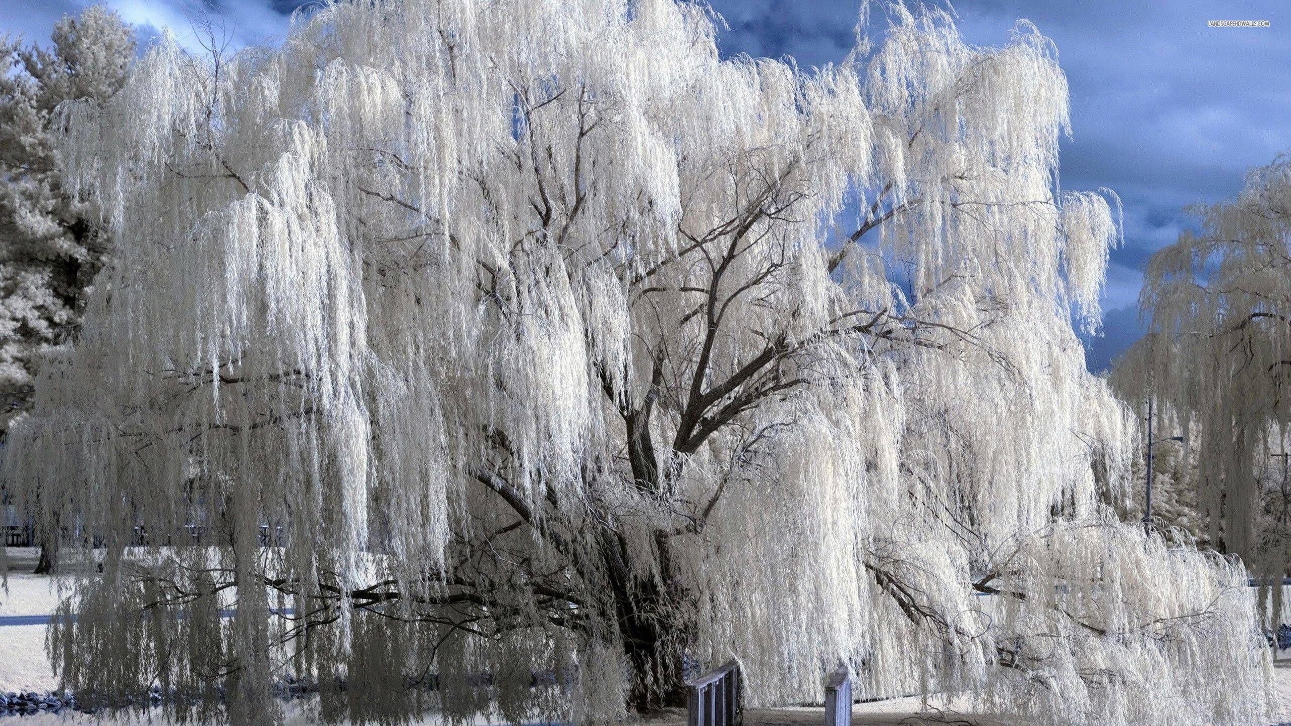 willow tree in winter