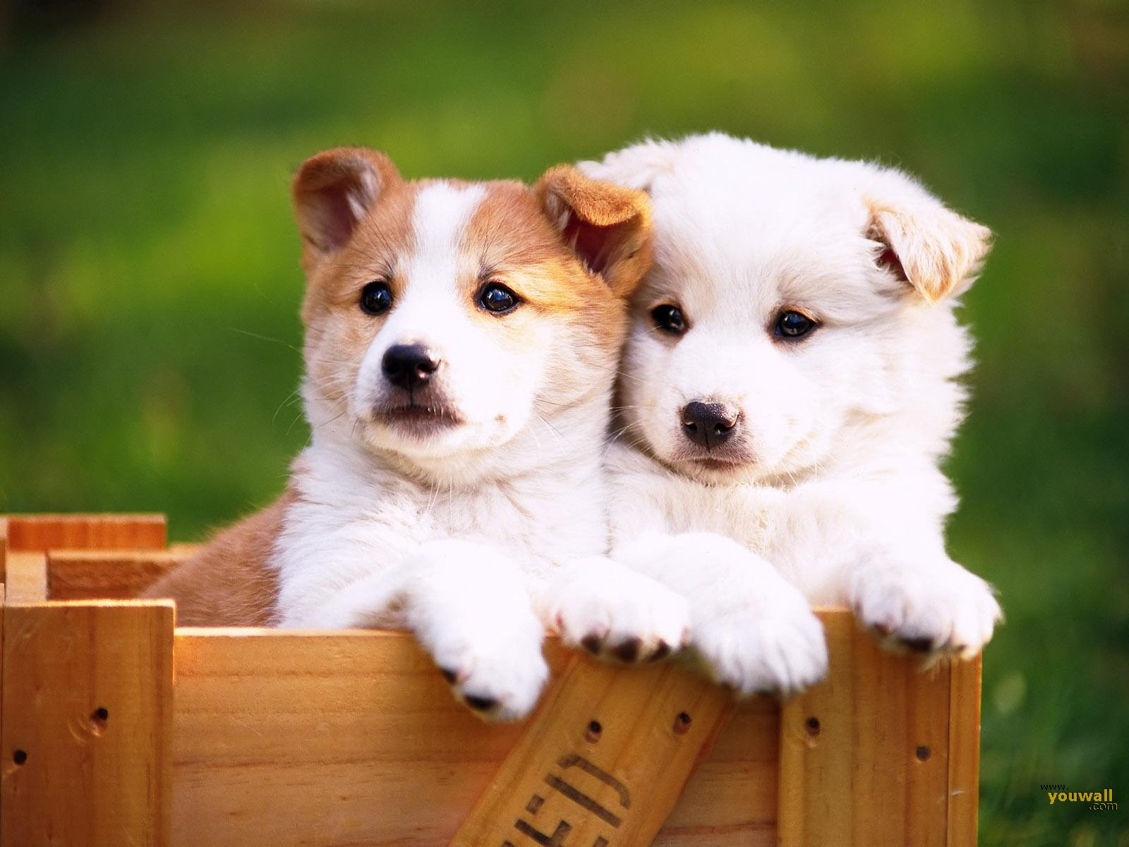 Dogs And Animal Image - Good Morning Image With Dog - HD Wallpaper 