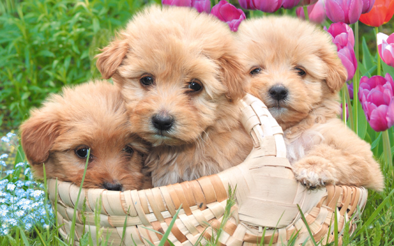 puppies wallpaper iphone hd 3 dogs cute puppies 1280x800 wallpaper teahub io puppies wallpaper iphone hd 3 dogs cute puppies 1280x800 wallpaper teahub io