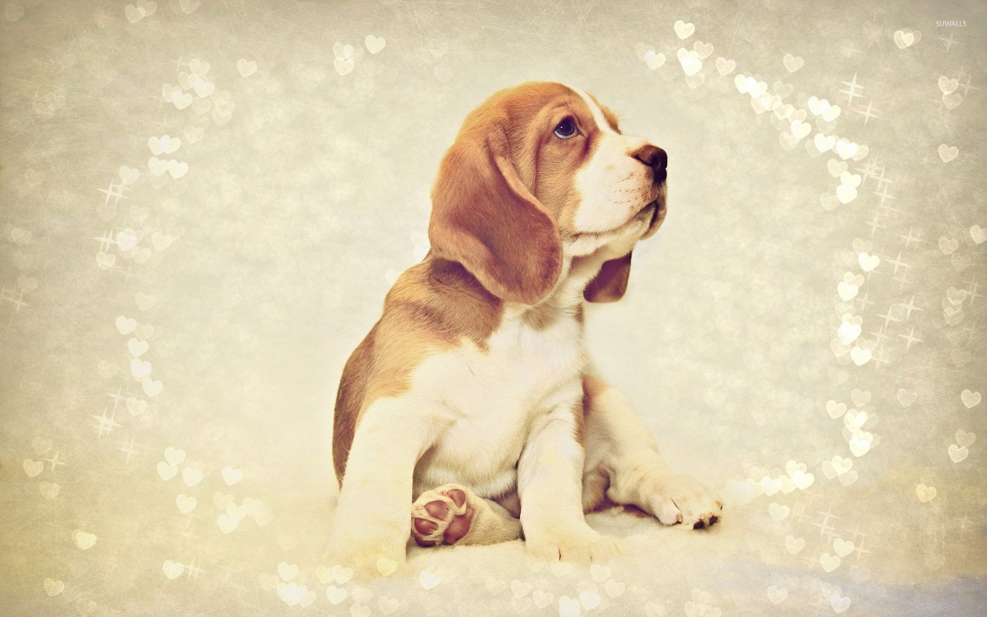 Beagle - 1920x1200 Wallpaper - teahub.io