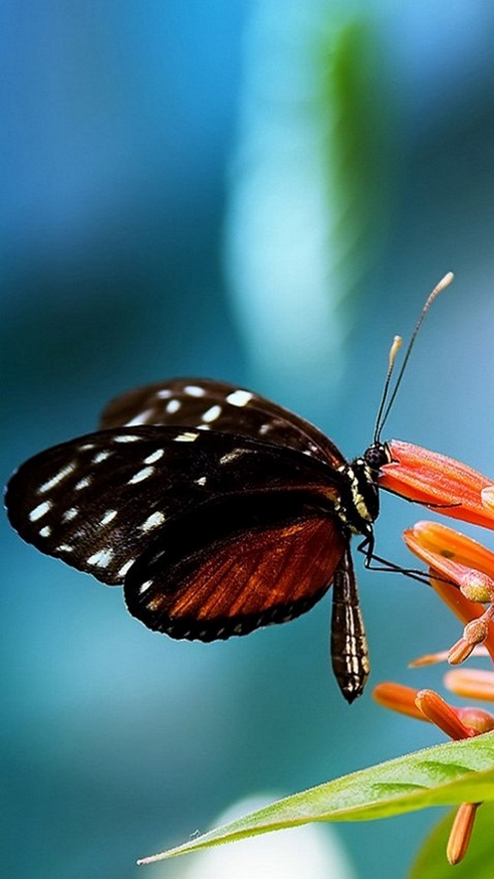 Mobile Wallpapers Butterfly - Good Morning To Muslim - HD Wallpaper 