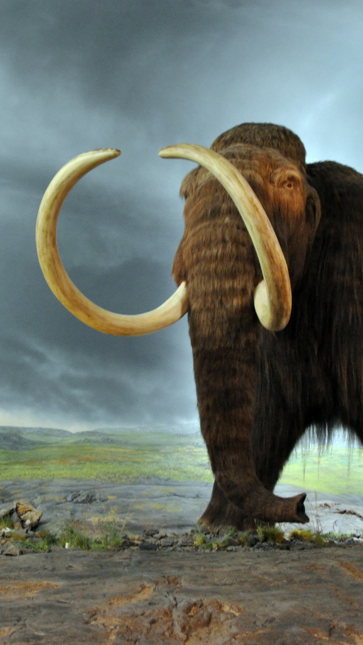 Wooly Mammoth African Elephants - 720x1280 Wallpaper - teahub.io