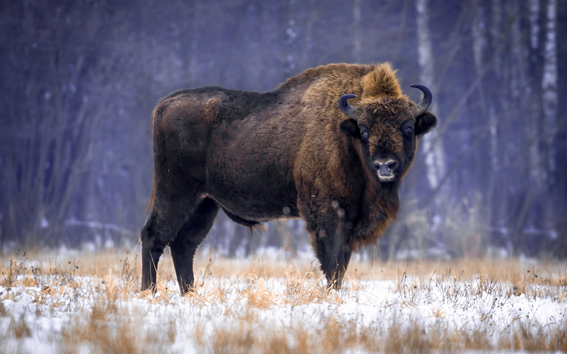 Wallpaper Of Animal, American Bison, Wildlife Background - Bison ...