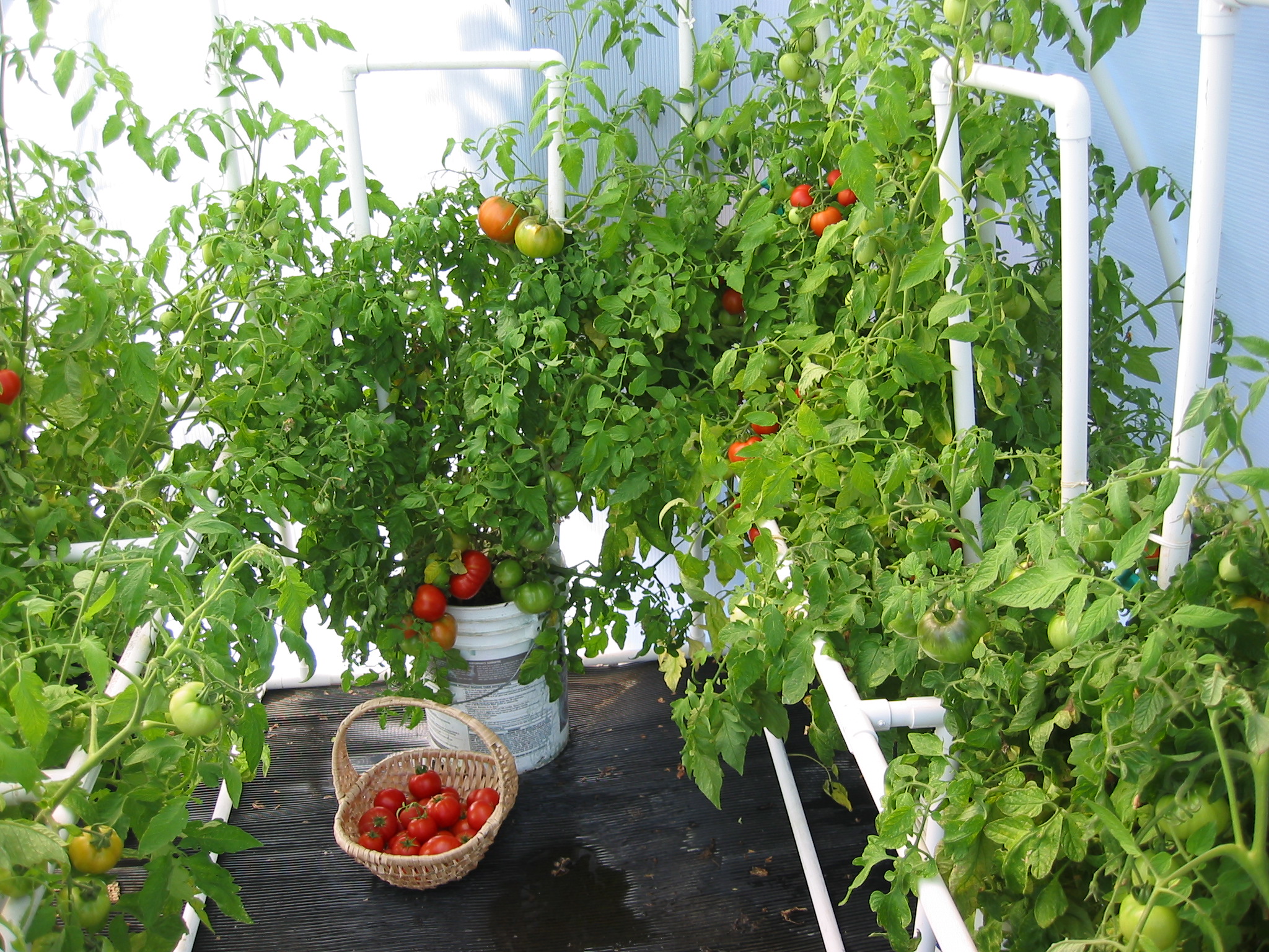 Growing Tomatoes In Greenhouse 2048x1536 Wallpaper Teahub Io