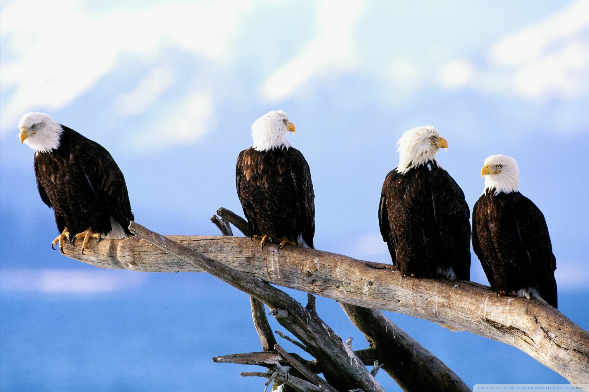 Eagle Hd Wallpapers 1080p For Mobile