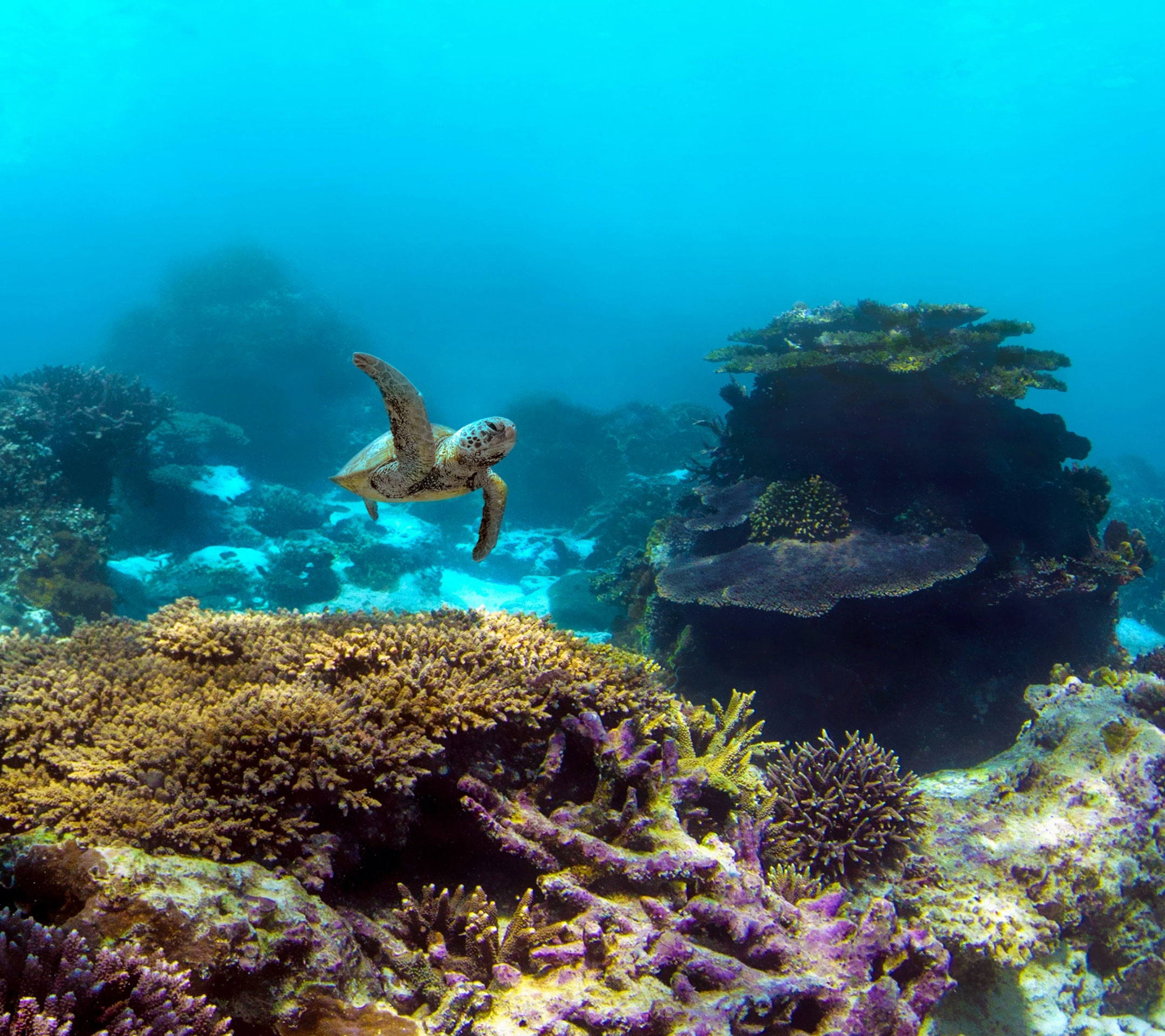 Swimming In Coral Reefs - HD Wallpaper 
