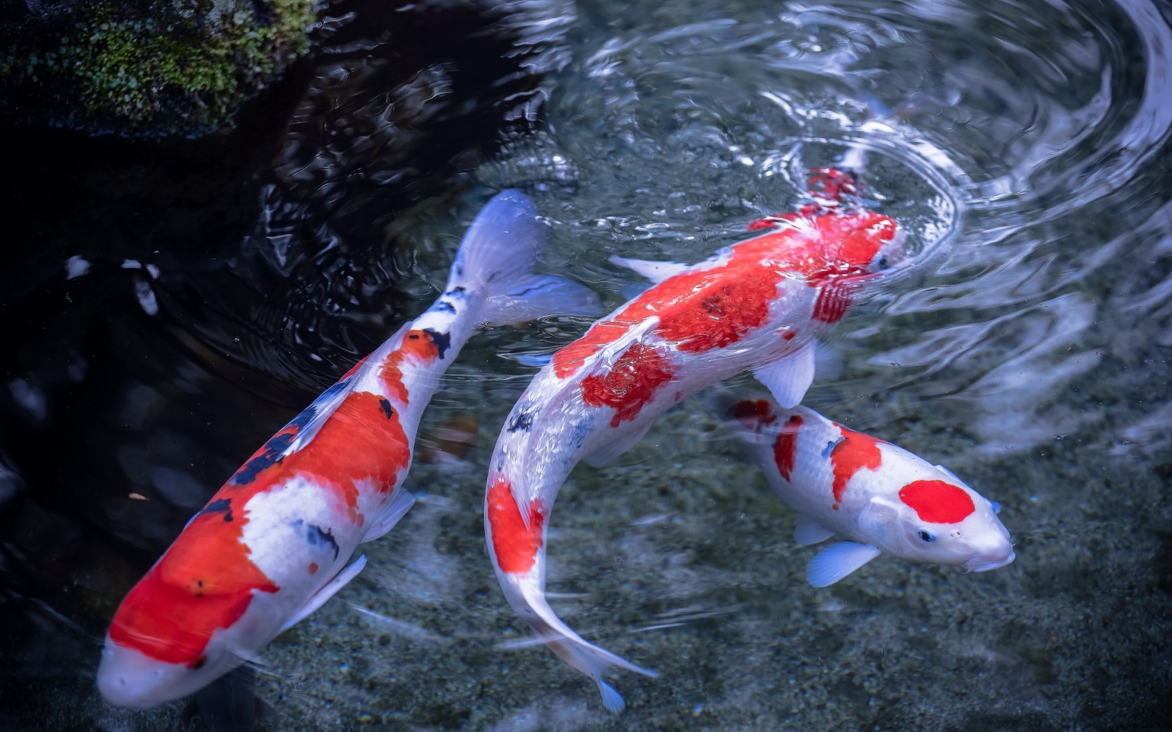 Japanese Koi Pond Koi Fish - HD Wallpaper 