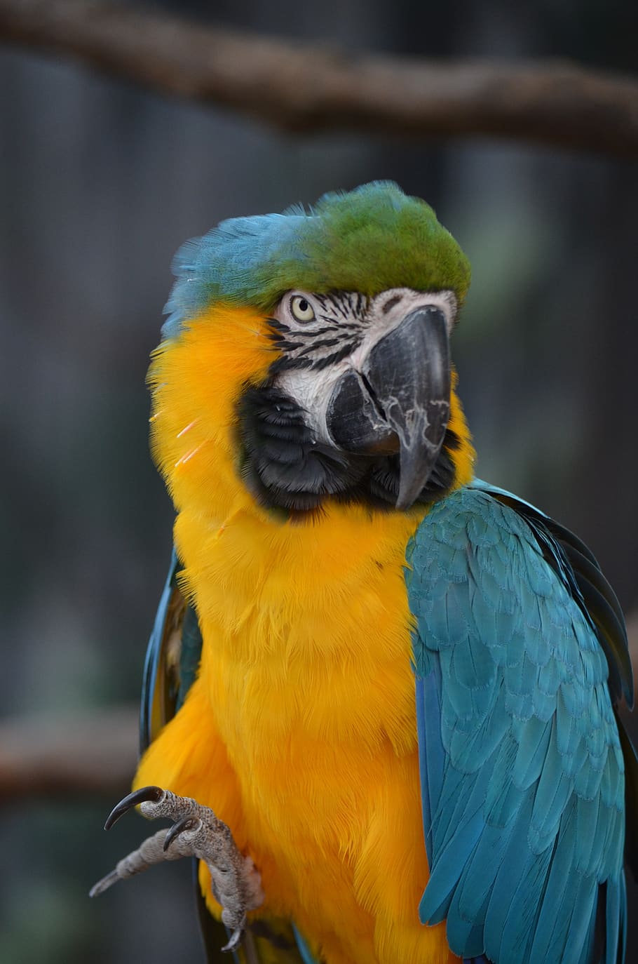 Bird, Macaw, Parrot, Colorful, Plumage, Exotic, Nature, - Macaw ...
