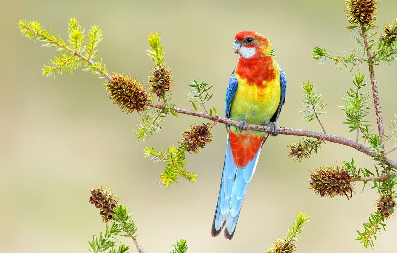 Photo Wallpaper Bright, Bird, Branch, Parrot - Budgie - 1332x850 ...