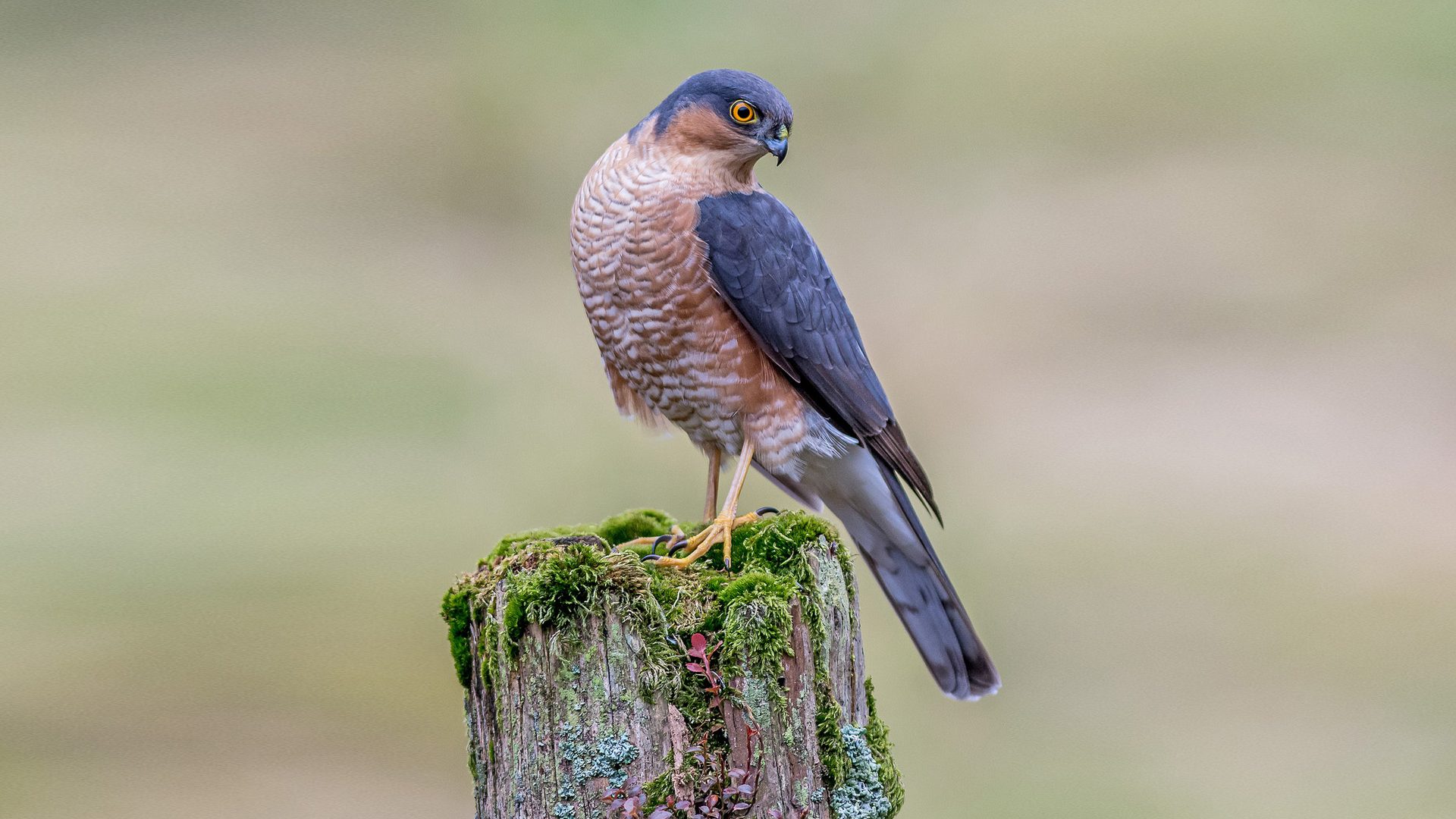 Sparrow Hawk High Resolution - HD Wallpaper 