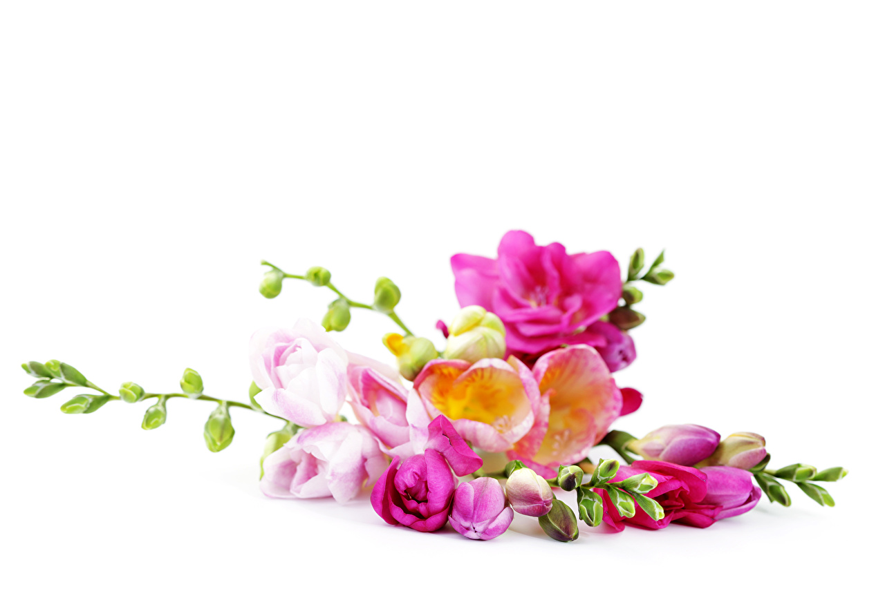Flowers On White Background - HD Wallpaper 