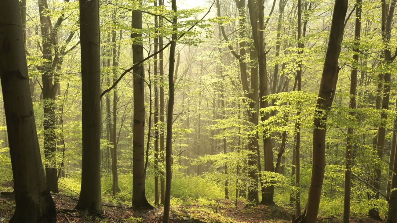 Forêt Hêtre - 1300x731 Wallpaper - teahub.io